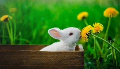 爱游戏APP-中国队蛙泳调整不够理想，中国蛙泳冠军是谁