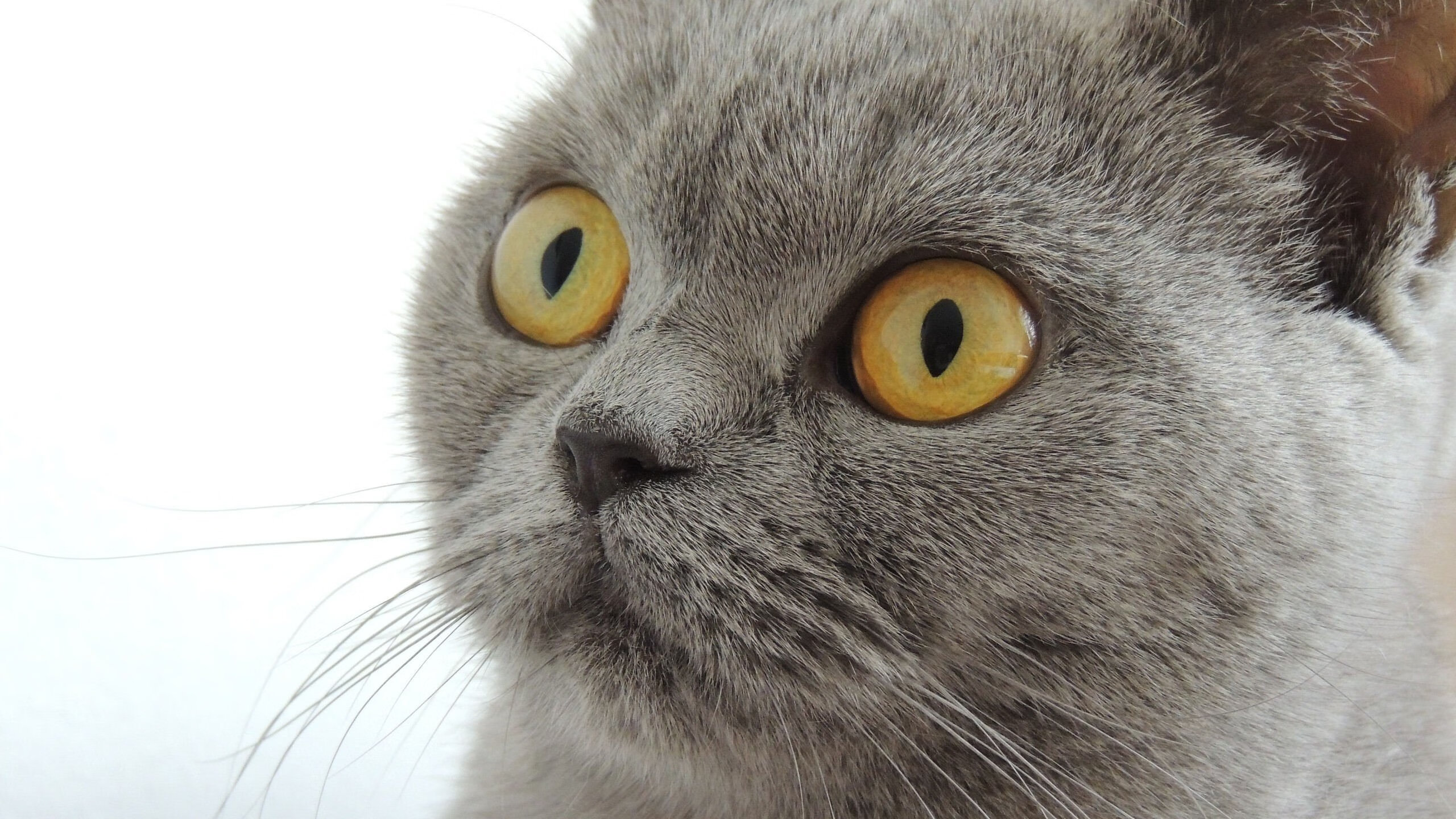 未来战术分析将在青训体系中占据主导地位,助推中国足球“弯道超车”