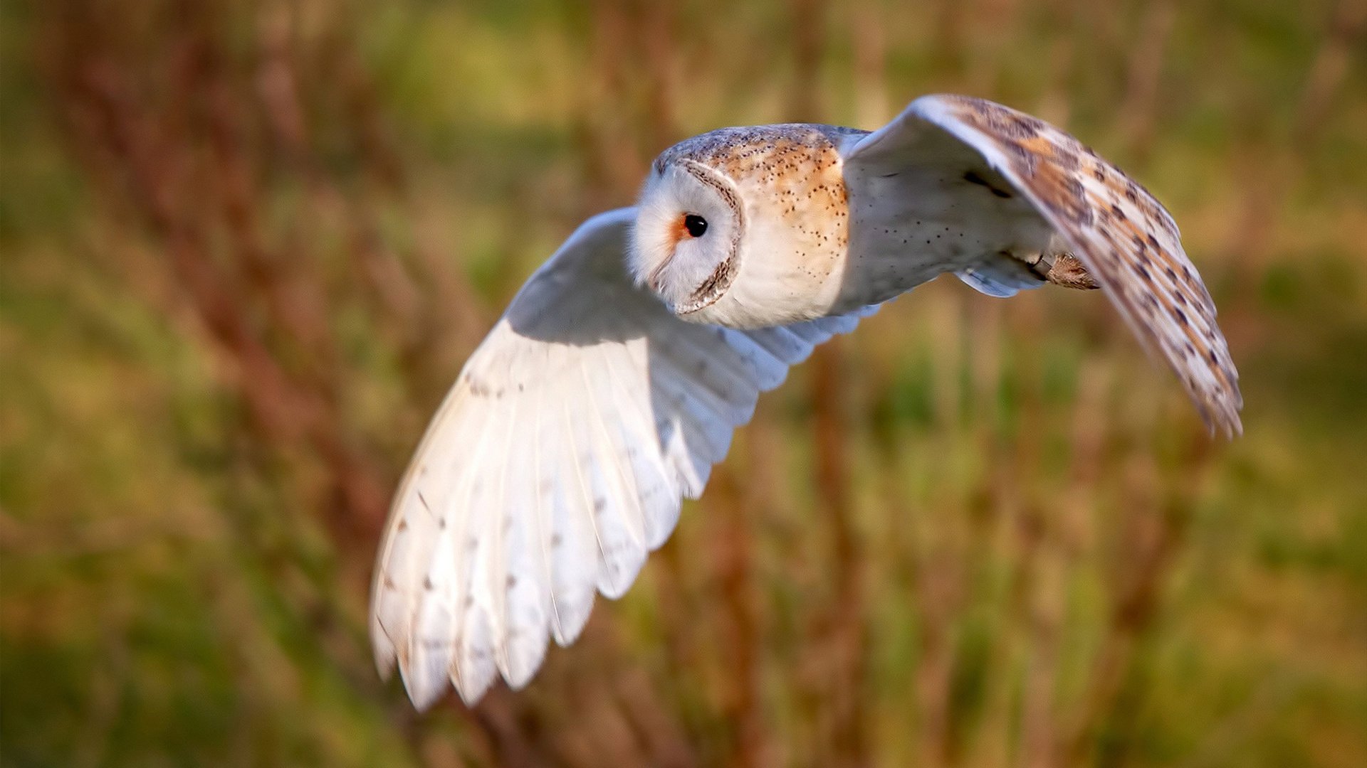ayx-橄榄球赛：体能与智慧的比拼，橄榄球比赛规则简介视频
