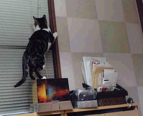 伊朗横扫阿联酋,亚洲杯成绩大跃进,伊朗亚洲杯冠军