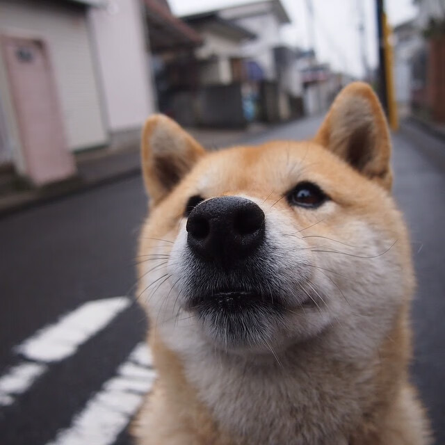 克罗地亚队在巴黎奥运会手球比赛中多次通过二次进攻得分，克罗地亚奥运冠军