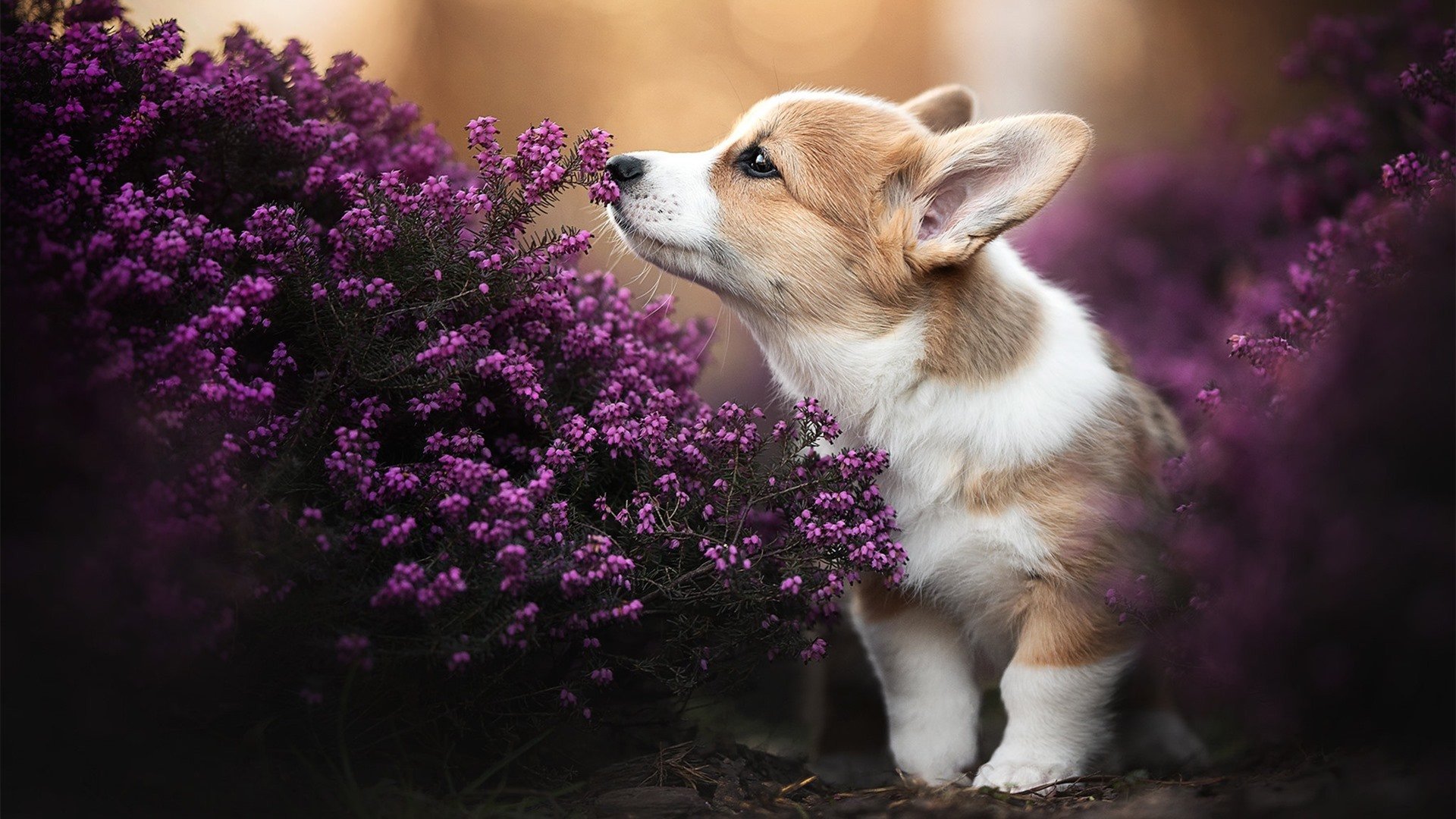 爱游戏网页版-摩纳哥中场球员展现出色，或将对比赛产生重要影响，摩纳哥出品的球星