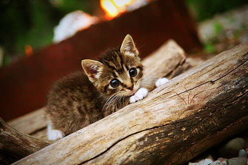 青少年体育锻炼行为影响因素及促进措施研究，青少年体育锻炼行为影响因素及促进措施研究论文