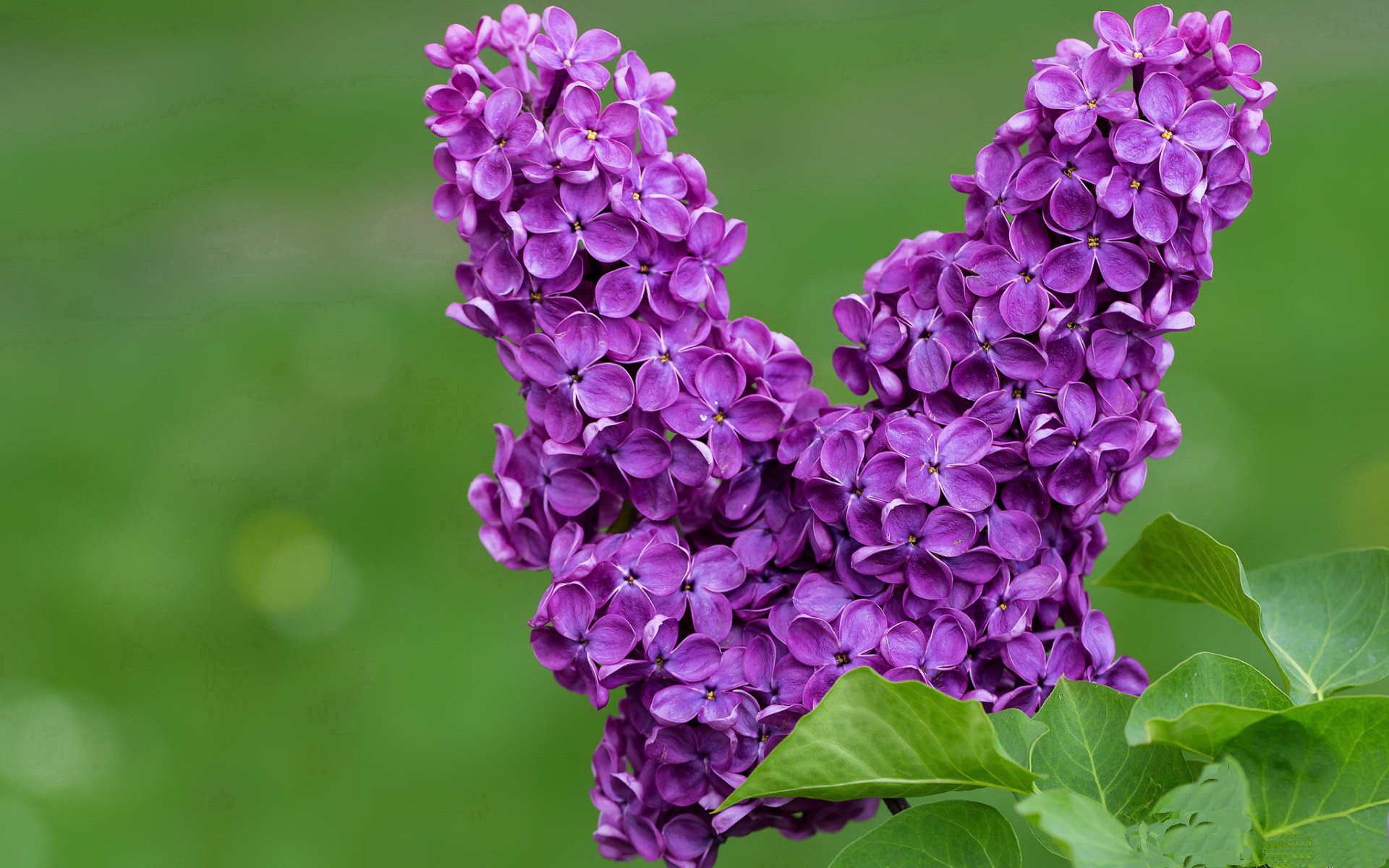 PSG教练战术布置遭遇质疑,psg教练helper