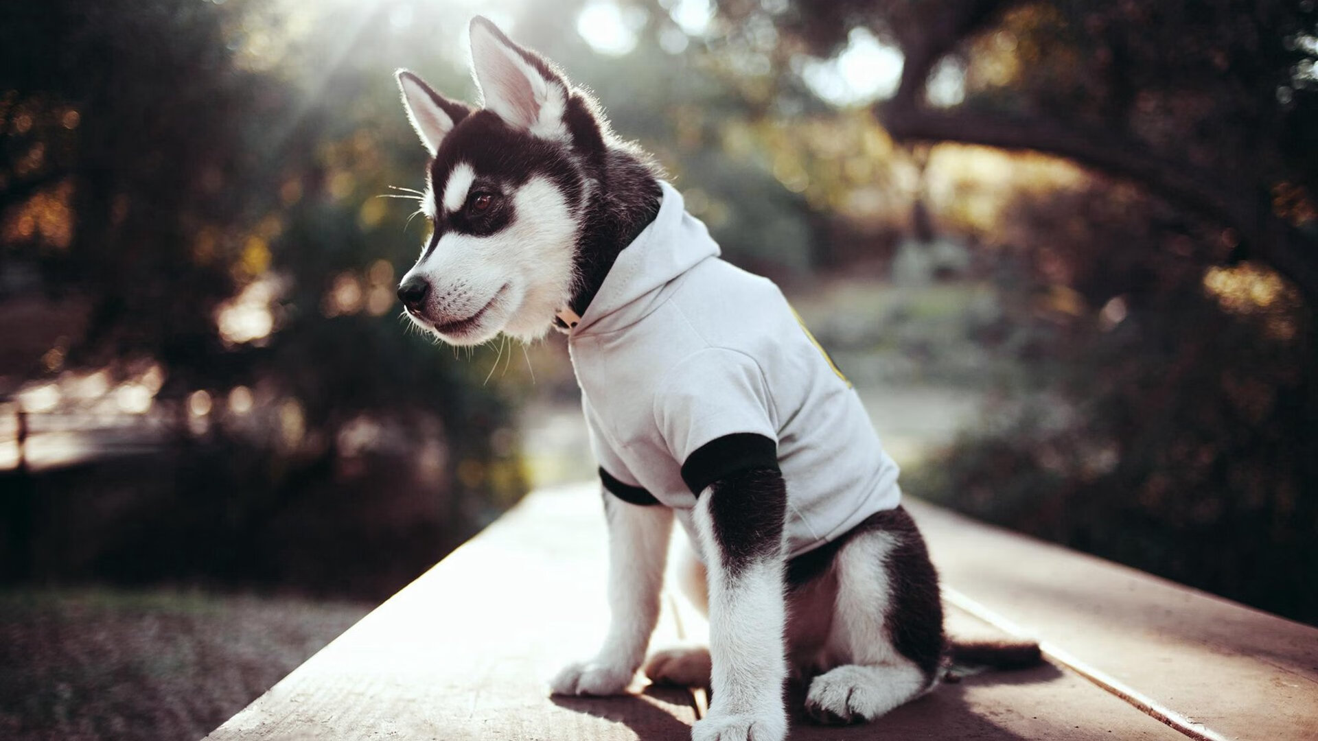 “泳池火花四溅！2025世界游泳锦标赛见证新纪录诞生”