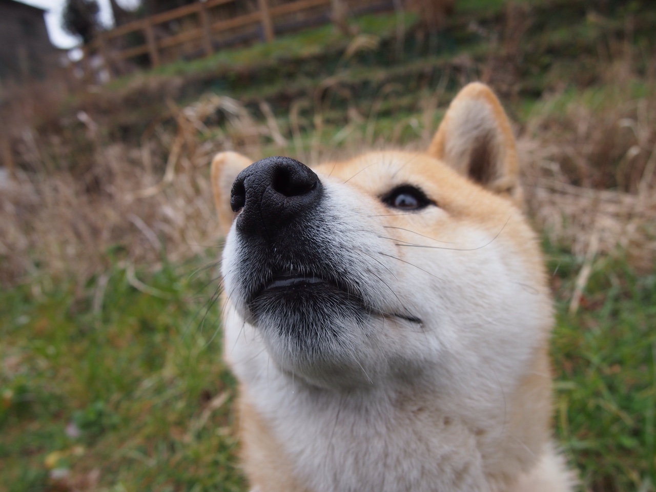 国家女篮赢得重要比赛提升国际排名,女篮国际篮联排名