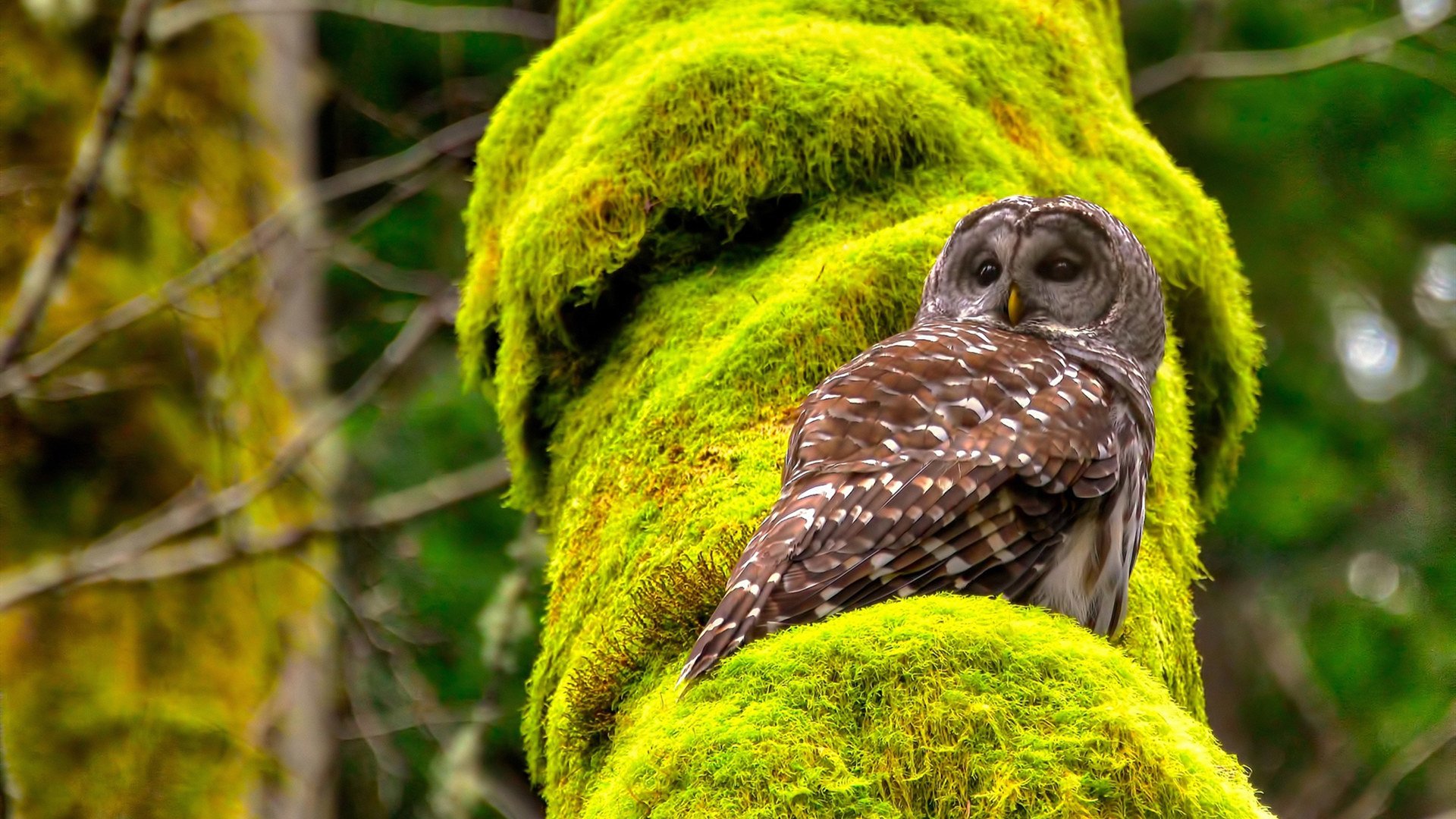 ayx-国家男篮考察海外球员补强外线火力，中国男篮海外球员